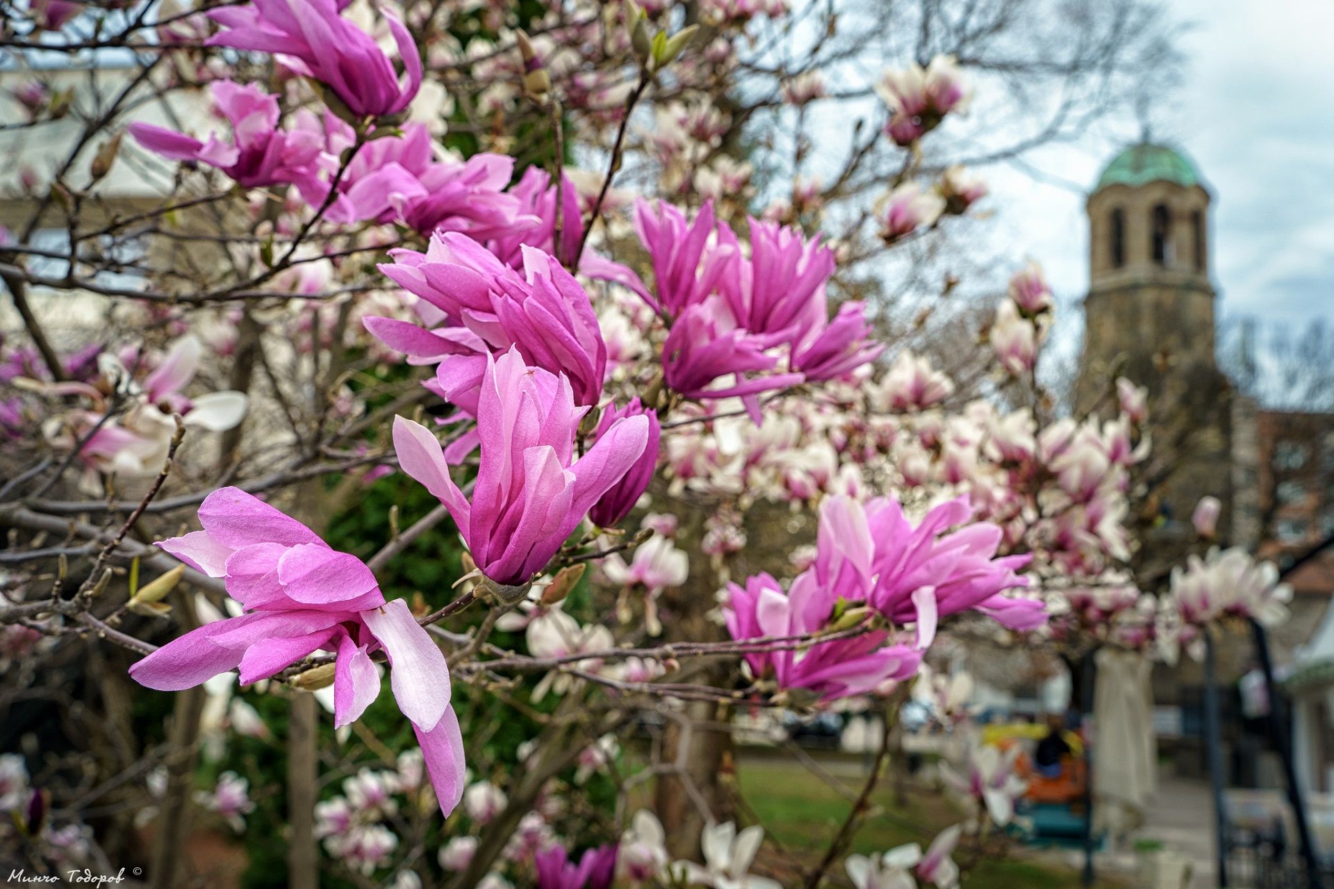 MinchoTodorov Sevlievo view